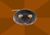 Poverty Rat