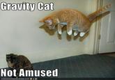 Gravity Cat
