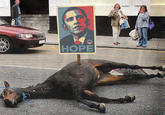 Dead horse