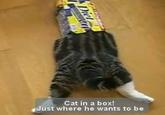 Maru the Cat
