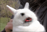 Bunnyfaic