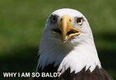 Why I Am So Bald?