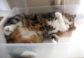 Maru the Cat