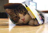 Maru the Cat