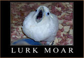 Lurk Moar