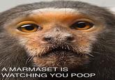 Jeff Goldblum is Watching You Poop