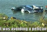 I was avoiding a pelican