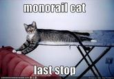 Monorail Cat