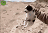 David Motari / Soldier Throws Puppy Off a Cliff