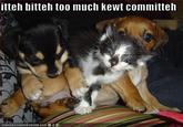 Itteh Bitteh Kitteh Committeh