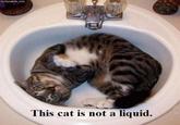 Average Cats
