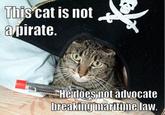 Average Cats