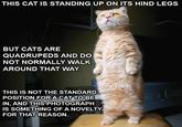 Average Cats