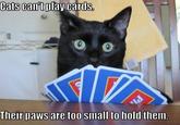 Average Cats