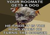 Cynical Dog