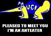 I'm an Anteater!!!