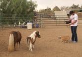 MINI HORSE: a tale of horses that are smaller...