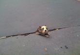 Sad Rat