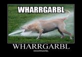 WHARRGARBL / Sprinkler Dog
