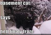 Basement Cat