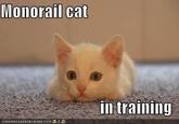 Monorail Cat