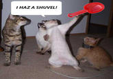 I Has A Shuvel