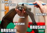 Brushie Brushie Brushie