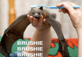 Brushie Brushie Brushie