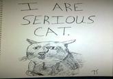 Serious Cat