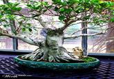 Bonsai Kittens