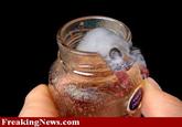 Bonsai Kittens