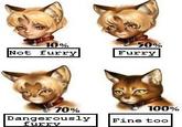 A Cat Is Fine Too