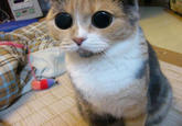 Peter the Cat (The King of /b/)