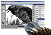 Daily Crow