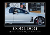 Cool Dog