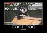 Cool Dog