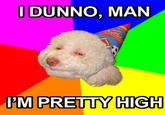 Birthday Dog