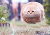 Gravity Cat