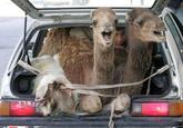 Two Camels in a Tiny Car