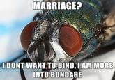 fetish fly