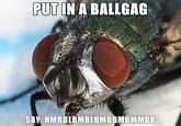 fetish fly