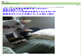 OMG Cat