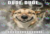 Stoner Dog