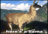 The Llama Song