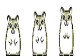 Hampster Dance