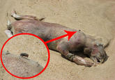 Montauk Monster