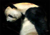 Sad Panda