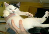 Kitler