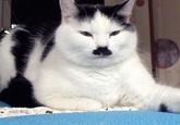 Kitler