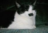 Kitler